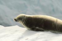 Weddell seal