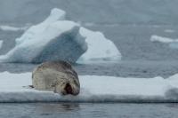 Leopard seal