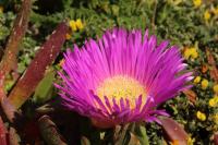 Malta flora 