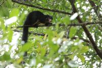 Grizzled giant squirrel