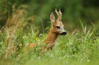 Roe deer