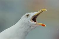 Larus argentatus