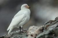 Chionis alba