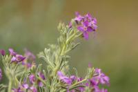 Sardinia - FLORA