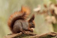 Red squirrel