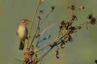 Prinia polychroa