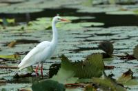 Ardea intermedia