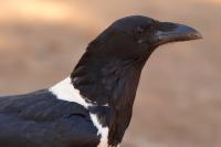 Corvus albus