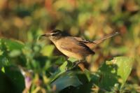 Acrocephalus bistrigiceps