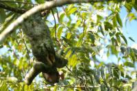 Linnaeus&#039;s two-toed sloth