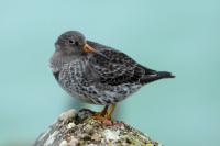 Calidris maritima