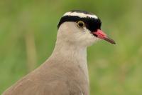 Vanellus coronatus