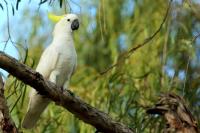 Cacatua galerita