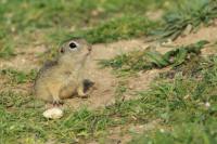 European ground squirrel