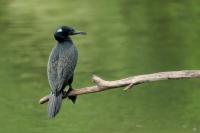 Phalacrocorax fuscicollis