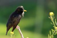 Sturnus unicolor