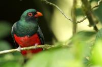 Trogon massena