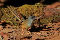 Prinia atrogularis