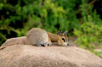 Klipspringer