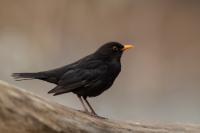 Turdus merula