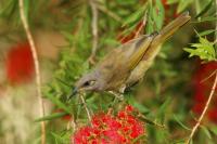 Lichenostomus chrysops