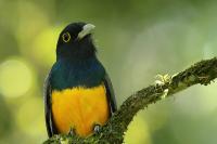 Trogon caligatus