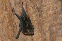 Greater sac-winged bat