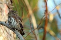 Glaucidium passerinum 