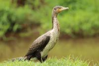 Phalacrocorax lucidus