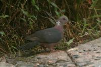 Columba torringtoniae