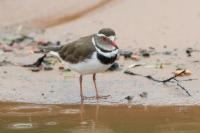 Charadrius tricollaris