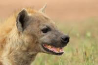 Spotted hyena