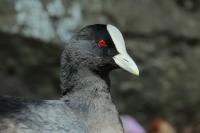 Fulica atra australis