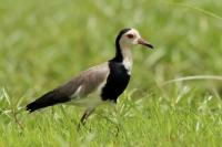 Vanellus crassirostris 