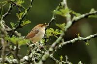 Cisticola chiniana