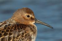 Calidris alpina