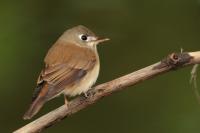 Muscicapa muttui