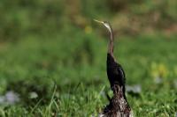 Anhinga melanogaster