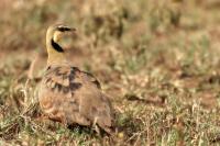 Pterocles gutturalis