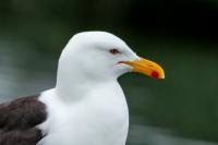 Larus dominicanus