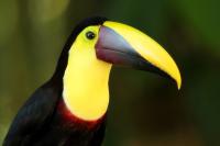 Ramphastos swainsonii