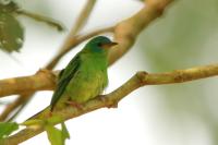 Dacnis cayana