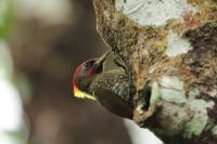 Picus chlorolophus