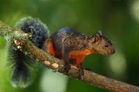 Variegated squirrel