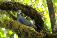 Columba pulchricollis