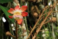 Costa Rica flowers