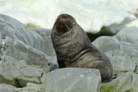 Antarctic fur seal