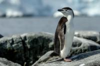 Antartica fauna