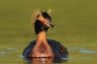 Podiceps auritus