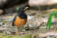 Turdus dissimilis